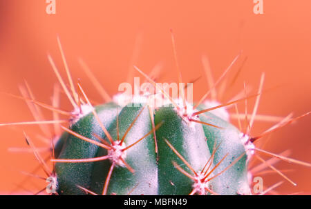 Closeup cactus Coryphantha geführt in orange Hintergrund Stockfoto