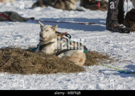 Hund an regnerischen Pass checkpoint Ruhen im 2018 Iditarod Stockfoto