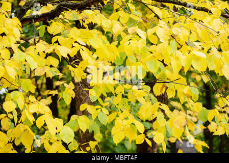 Wunderschöne natürliche Herbst Hintergrund. Gelb und grün herbst Esche Blätter Stockfoto