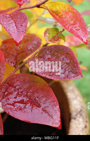 Red Heidelbeere Blätter im Herbst Stockfoto