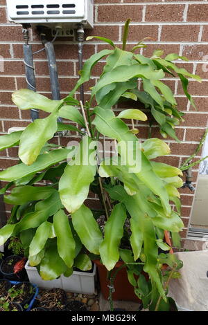 Epiphyllum Oxypetalum oder auch bekannt als Königin der Nacht Orchidee-Kaktus wächst in einem Topf Stockfoto