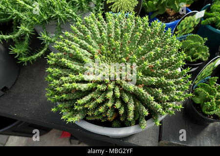 Euphorbia flanaganii oder als Medusenhaupt bekannt Stockfoto