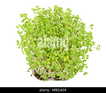 Weißer Senf Sämlinge in Topferde umsetzen. Sprossen, Gemüse, microgreen. Triebe und keimblättern von Sinapis alba, auch gelber Senf, ein essbares Kraut Stockfoto