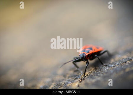 Firebug Makro, Leiter einer firebug gegen verschwommenen Hintergrund. Stockfoto