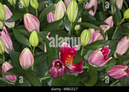 Lilium' Torbellino' Stockfoto