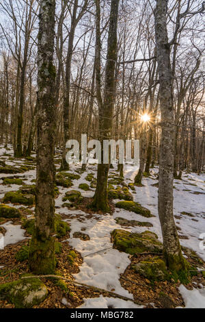 Es ist ein Wald von einem elfic Legende, bei Sonnenuntergang an einem kalten Wintertag Stockfoto