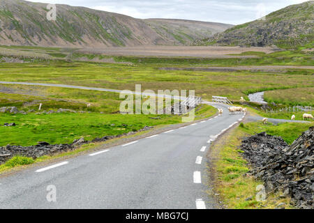 Schafe weiden entlang der Varanger nationale touristische Route, Finnmark, Norwegen Stockfoto