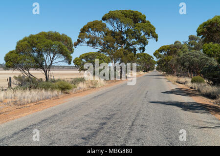 Endlose Straße mit markanten Bäumen, Outback von Western Australia Stockfoto