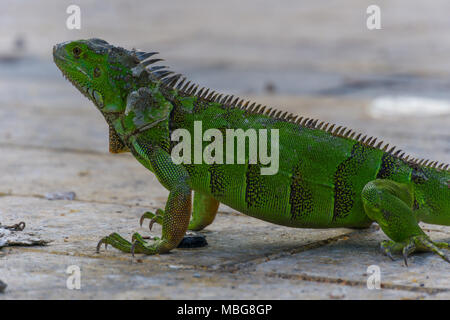 USA, Florida, riesige grüne Eidechse, Iguana Seitenansicht auf dem Boden Stockfoto