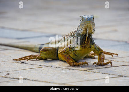 USA, Florida, riesige orange Eidechse vom Typ Iguana Nahaufnahme Vorderansicht Stockfoto