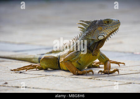 USA, Florida, Nahaufnahme, Seite, Ansicht von riesigen orange Reptilien Leguan Eidechse auf dem Boden Stockfoto