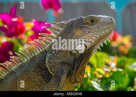 USA, Florida, Nahaufnahme, Seite, Ansicht von riesigen Reptilien Leguan Eidechse mit Pflanzen hinter Stockfoto