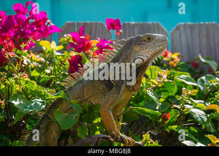 USA, Florida, riesige Reptilien Leguan Eidechse sitzen auf einem Zaun in der Sonne Stockfoto