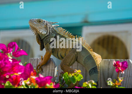 USA, Florida, Nahaufnahme, Seite, Ansicht auf eine riesige Echse, Iguana, sitzend auf einem Zaun zwischen Blumen Stockfoto