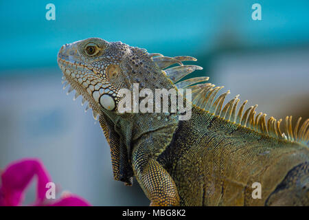 USA, Florida, Iguana, riesige tropische Echse Seitenansicht Nahaufnahme im Garten Stockfoto