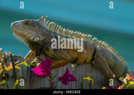 USA, Florida, Leguan Reptilien Eidechse in der Sonne sitzen auf einem hölzernen Zaun für einen Garten Stockfoto