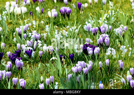 Weiße, gelbe und violette crocus Blumen in einer Frühlingswiese Stockfoto