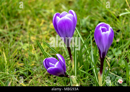 Weiß Violett gestreiften crocus Blumen in einer Frühlingswiese Stockfoto