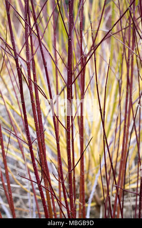 Cornus sericea subsp Occidentalis "Sunshine" stammt im späten Winter. Stockfoto