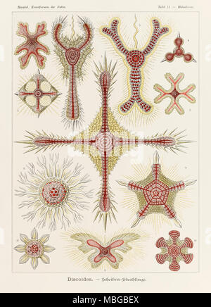 Platte 11 Heliodiscus Discoidea von 'Kunstformen der Natur' (Kunstformen in der Natur), illustriert von Ernst Haeckel (1834-1919). Weitere Informationen finden Sie unten. Stockfoto