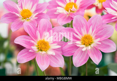 Dahlie rosa Pat und Perc Blumen. Stockfoto