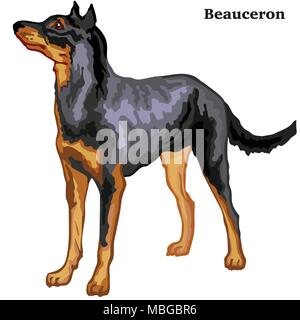 Bunt dekorativ Portrait von ständigen im Profil von Beauceron (Berger de Beauce), Vektor isoliert Abbildung auf weißem Hintergrund Stock Vektor
