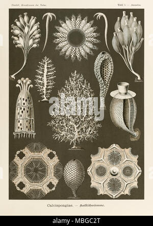 Platte 5 Ascandra Calcispongiae von 'Kunstformen der Natur' (Kunstformen in der Natur), illustriert von Ernst Haeckel (1834-1919). Weitere Informationen finden Sie unten. Stockfoto