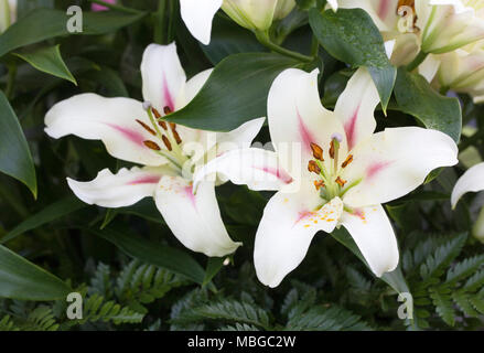 Lilium Nymphe Blumen. Stockfoto