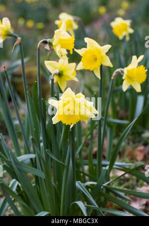 Narzissen im Februar. Der frühe Frühling Narzissen. Stockfoto