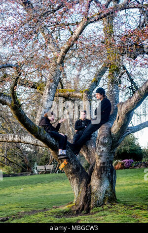 Drei Jugendliche in einem Kirschbaum. Stockfoto