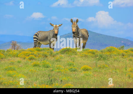 Zwei frontale Cape Mountain Zebra, Equus Zebra in blühenden Wiesen von Zebra Mountain National Park, Eastern Cape, Südafrika. Der Park ist in der Nähe des Bankberg Berge und der Großen Karoo. Stockfoto