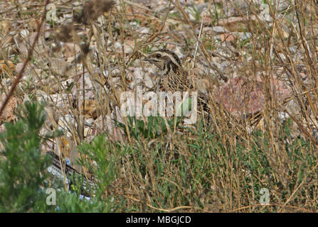 Japanische Wachtel (Coturnix japonica) Migranten nach in der Vegetation von Beach Beidaihe, Hebei, China kann Stockfoto