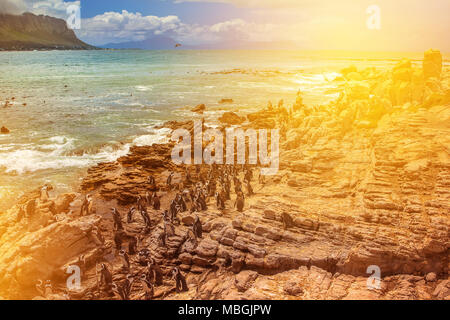 Afrikanische Pinguine am Stony Point bei Sonnenuntergang. Stony Point Reserve ist die Heimat einer der größten Brutkolonien der Afrikanischen Pinguin der Welt. Betty's Bay an der Garden Route in der Western Cape, Südafrika Stockfoto