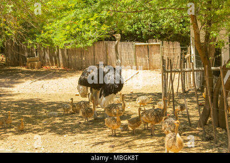 Oudtshoorn, Südafrika - Dec 29, 2013: Strauß Frau mit ihren Kindern in Cango Straußenfarm, berühmt für das Reiten von Straußen. Oudtshoorn in Western Cape ist für zahlreiche Straußenfarmen bekannt. Stockfoto