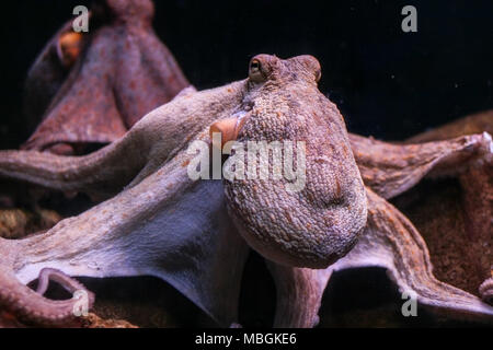 Die gemeinsame Krake (Octopus vulgaris) Stockfoto