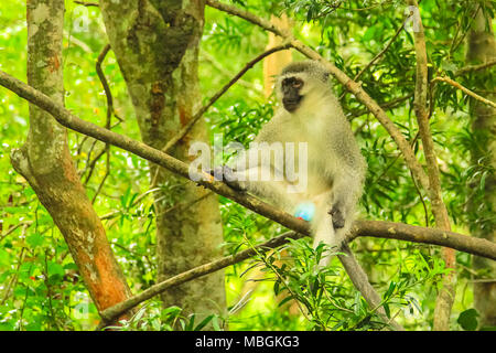 Meerkatze. Blaue Hoden Affe auf einem Baum in der Afrikanischen Wald, Chlorocebus Pygerythrus Arten leben in südöstlicher Teil von Afrika. Stockfoto