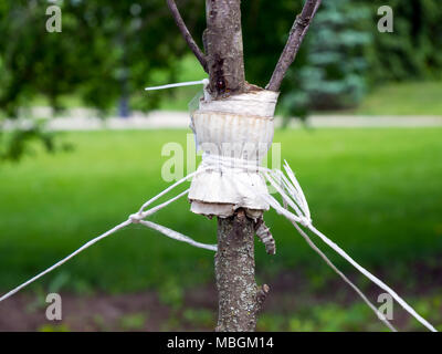 Strumpfband einen jungen Baum mit Garn gegen Entwurzelung zu schützen. Stockfoto