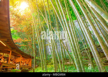 Kamakura, Japan - 23. April 2017: Sonnenlicht durch die bambusblätter japanischen grünen Tee Zimmer von der Natur in der Bamboo Grove an Hokoku umgeben-ji Take-Dera buddhistischer Tempel. Stockfoto