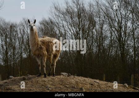 Lama glama, Lama Alpaka - Porträt von niedlichen Lamas Stockfoto