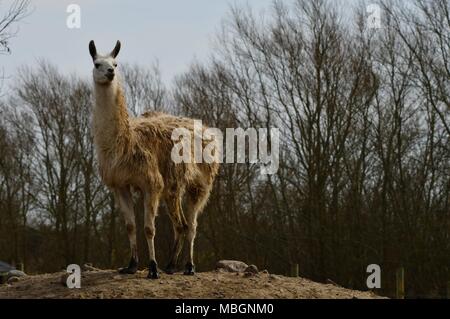 Lama glama, Lama Alpaka - Porträt von niedlichen Lamas Stockfoto