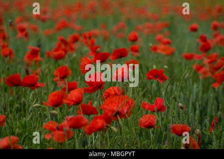 A large field of poppies and other summer flowers Stockfoto
