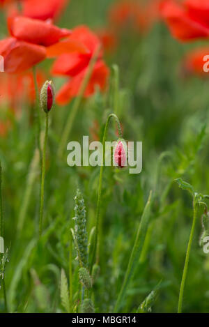 Wundervolle Mohnfeld Ende Mai. Landschaft mit schönen Sonnenuntergang über mohnfeld. Roter Mohn close-up. Stockfoto