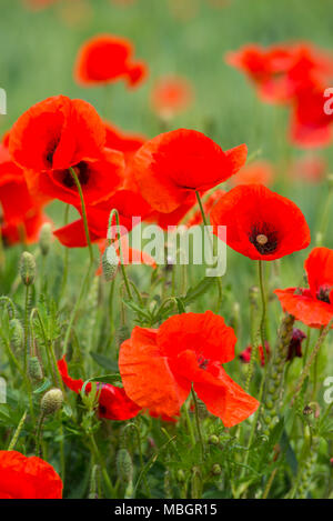 Wundervolle Mohnfeld Ende Mai. Landschaft mit schönen Sonnenuntergang über mohnfeld. Roter Mohn close-up. Stockfoto