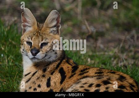 Leptailurus serval - wilde afrikanische Katze, Nahaufnahme, isolierte Porträt Stockfoto