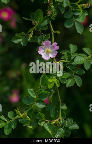 Dog Rose blühen Stockfoto