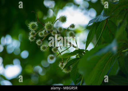 Chestnut Igel Stockfoto