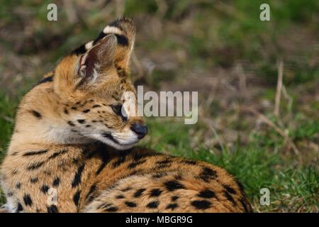 Leptailurus serval - wilde afrikanische Katze, Nahaufnahme, isolierte Porträt Stockfoto