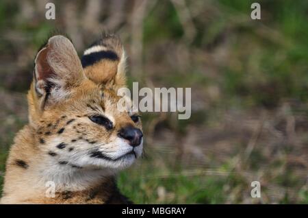 Leptailurus serval - wilde afrikanische Katze, Nahaufnahme, isolierte Porträt Stockfoto