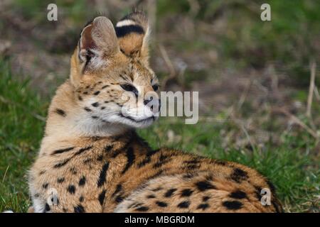 Leptailurus serval - wilde afrikanische Katze, Nahaufnahme, isolierte Porträt Stockfoto