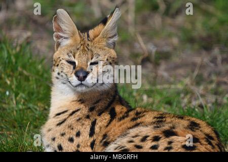 Leptailurus serval - wilde afrikanische Katze, Nahaufnahme, isolierte Porträt Stockfoto